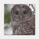 Search for strix magnets Bird