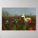 Search for roe posters Meadow
