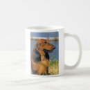 Recherche de longs cheveux tasses Teckel