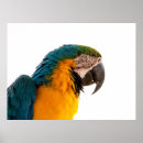 Recherche de perroquets posters Macaw