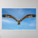 Search for osprey bird posters Wildlife photography