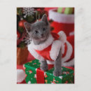 Search for two kittens christmas cards Animal