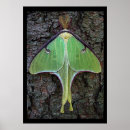 Search for luna moth art Butterfly
