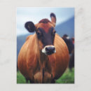 Search for cows vertical postcards Agriculture