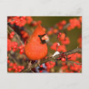 Recherche de baies houx posters Oiseau