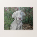 Recherche de weimaraner puzzles Mignon