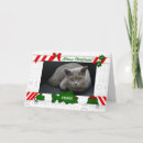 Search for cat cards From the cat