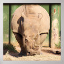 Recherche de rhinocéros blanc posters Photographie