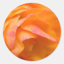 Search for begonia stickers Plant