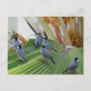 Recherche de moineaux cartes postales Oiseaux