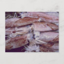 Search for squids postcards Ocean