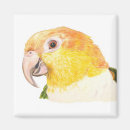 Search for caique Bellied