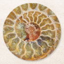 Search for fossil coasters Spiral