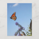 Recherche de buisson papillon cartes postales Monarque