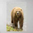 Recherche de kodiak posters Animaux