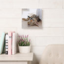 Search for shorthair clocks Cat