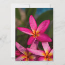 Search for plumerias invitations Summer