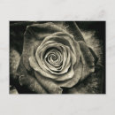 Search for black and white rose postcards Flower