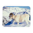 Recherche de râpe magnets Animal