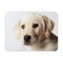 Recherche de le labrador magnets Chiot