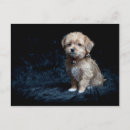 Search for terrier puppy postcards Yorkshire