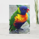 Search for lorikeets cards Parrot