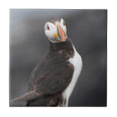Search for atlantic tiles Birds