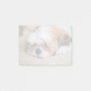 Recherche de shih tzu Portrait