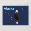 Search for alaska eagle postcards Raptor