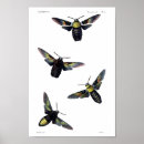 Recherche de mite posters Animal