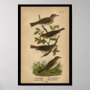 Search for thrushes posters Songbird