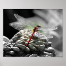 Search for a bugs life posters Dragonfly