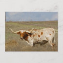 Search for horn postcards Cattle
