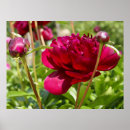 Recherche de poney posters Botanique