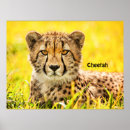 Search for cheetah animal posters Zoo