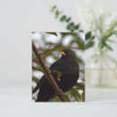 Search for bird perched on tree postcards Wildlife