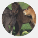 Recherche de cheval miniature autocollants Plomb langrish