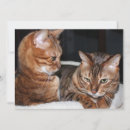 Search for meme cards Sorry