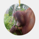 Search for orangutan ornaments Wildlife