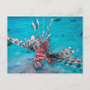 Recherche de sea fish postcards Beach