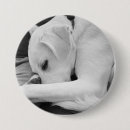 Search for b day buttons Pet