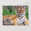 Recherche de chat sibérien cartes postales Nature