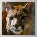 Recherche de puma posters Cat