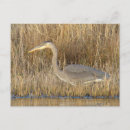 Recherche de ardennes cartes postales Héron