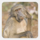 Search for baboons stickers Nature