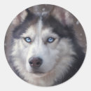 Search for siberian husky stickers Black and white dog