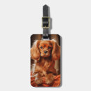 Search for ruby cavalier king charles spaniel Red