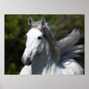 Search for stallion posters Grey