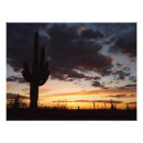 Recherche de saguaro cactus posters Photographie