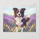 Search for border collie postcards Black and white dog